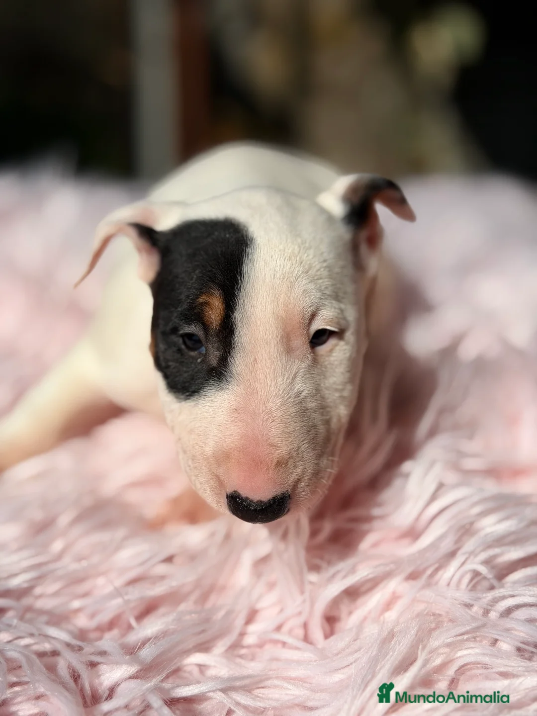 Bull Terrier Miniatura perros en venta: Bull terrier mini  - Anuncio 2