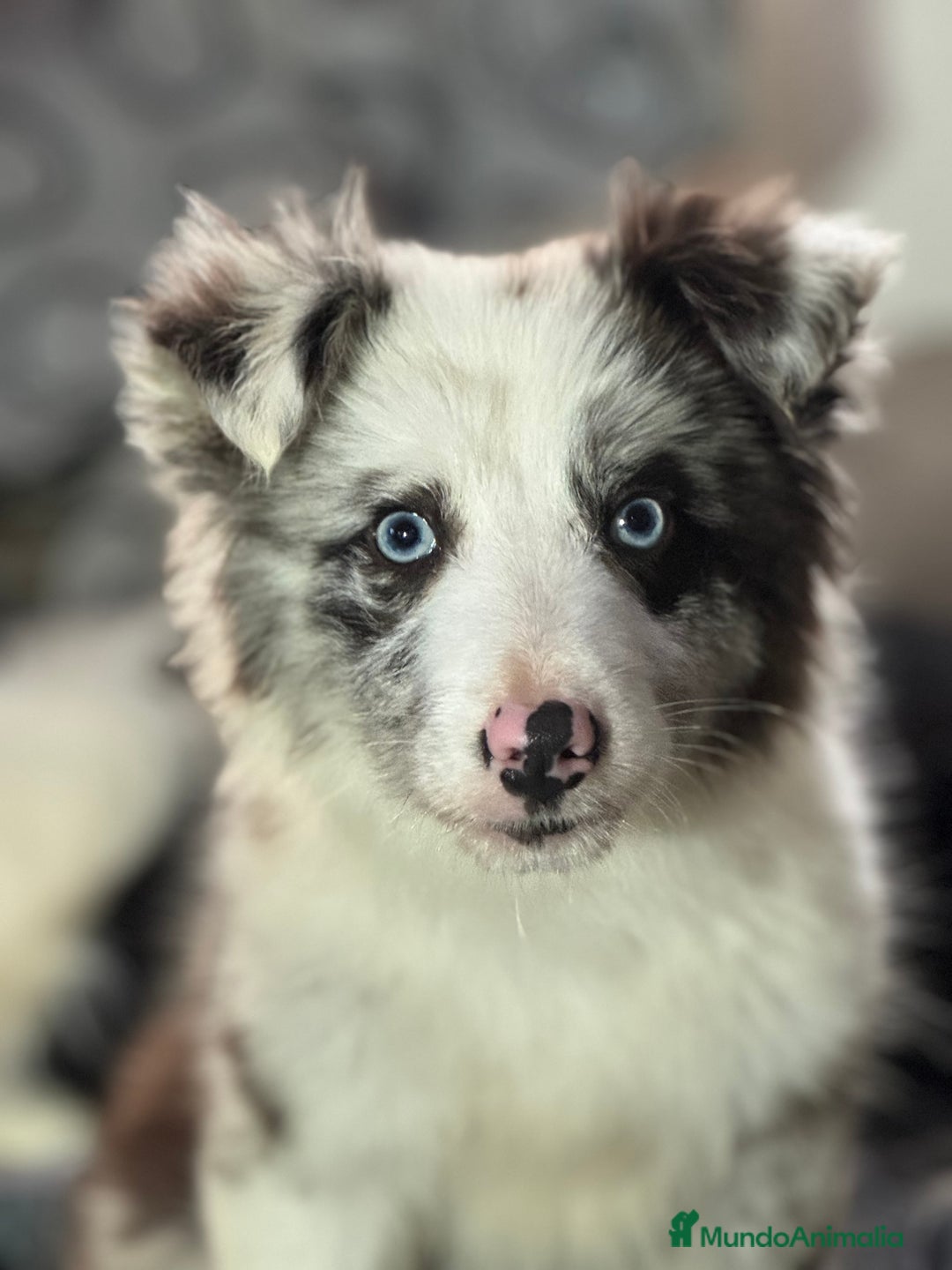 Border Collie perros en venta: Border Collie que Destacan  - Anuncio 4