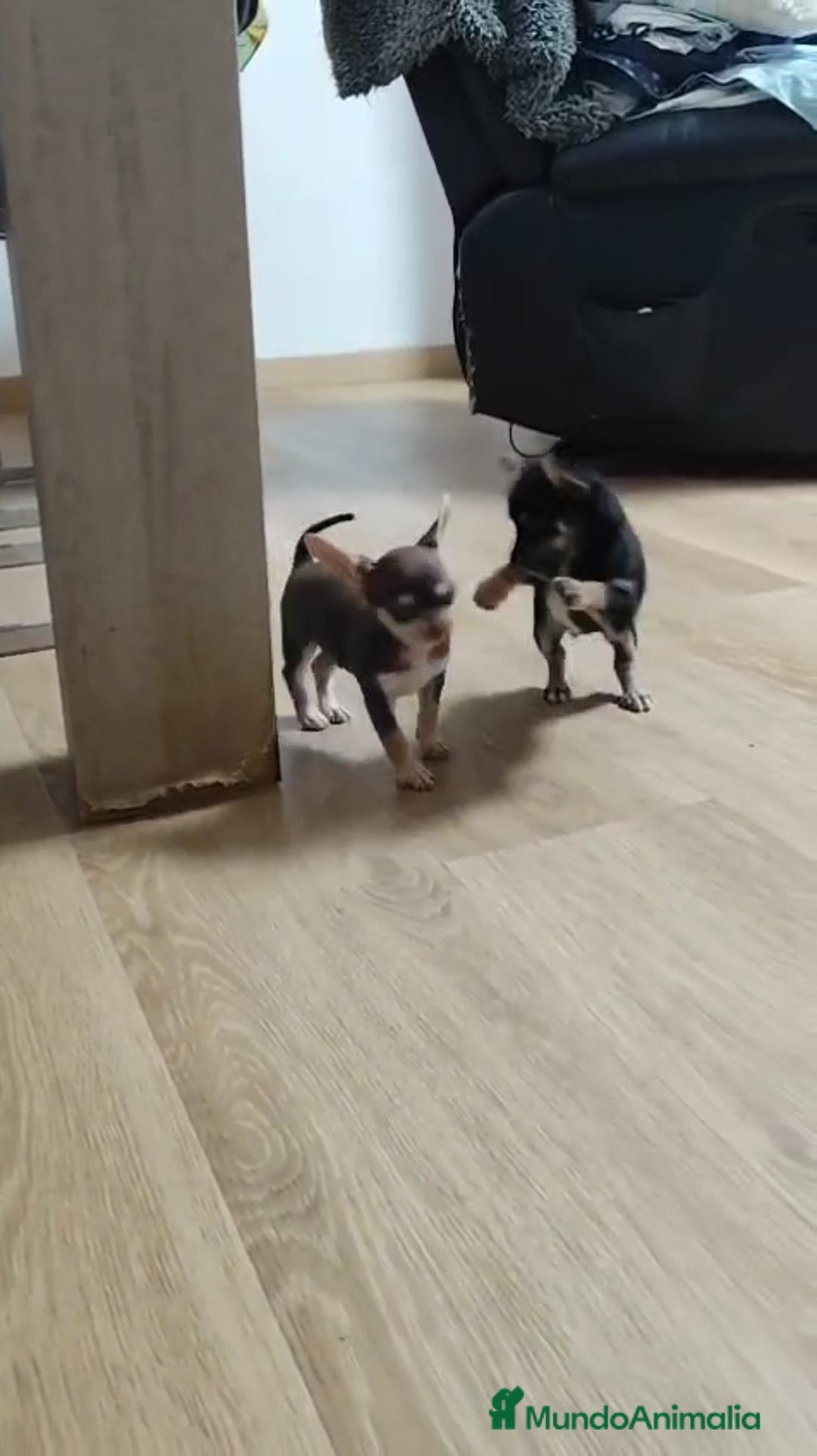 Chihuahua perros en venta: Chihuahua  - Imagen 2