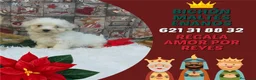 Bichón Maltés perros en venta: PRECIOSOS BICHON MALTES  LINEA TOY - Anuncio 11