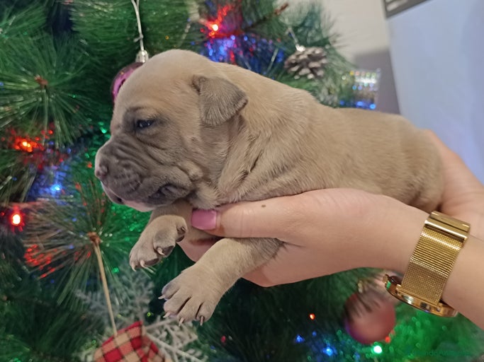 Imagen de galería {{count}}