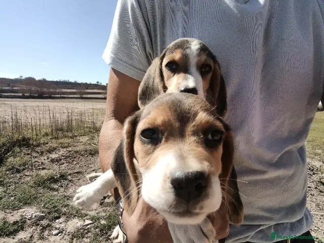 Beagle perros Excelente camada de Beagle - Anuncio 29