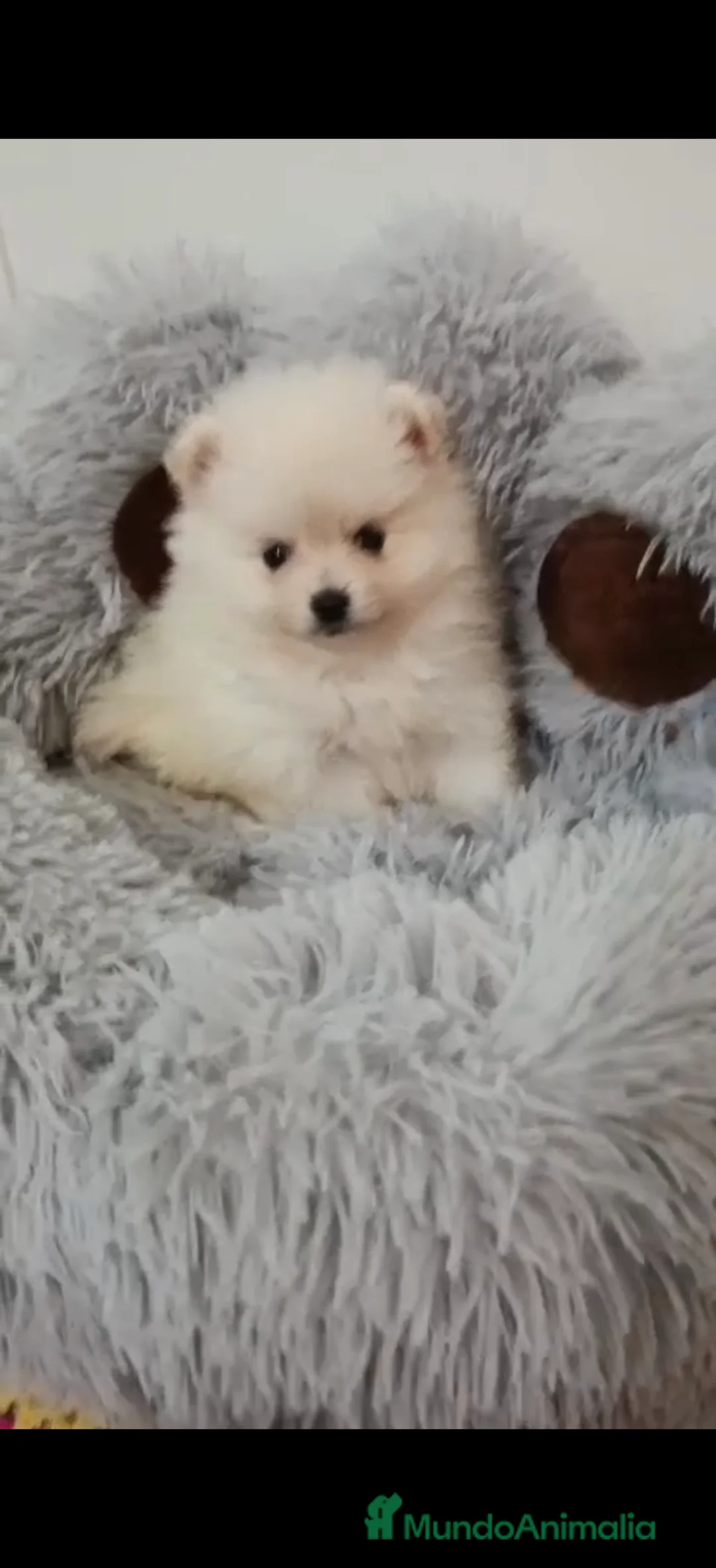 Pomerania perros en venta: Camada de Pomerania lista para Reyes - Anuncio 6