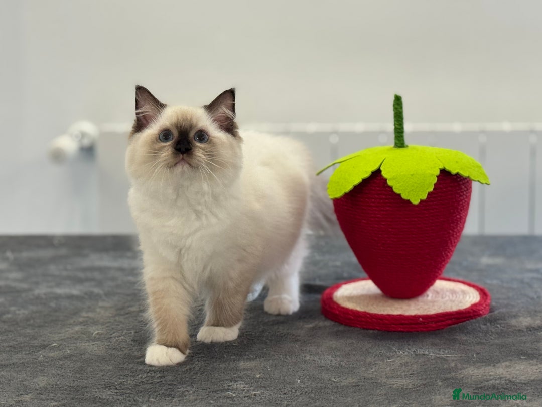 Ragdoll gatos en venta: Camada Ragdoll - Imagen 8