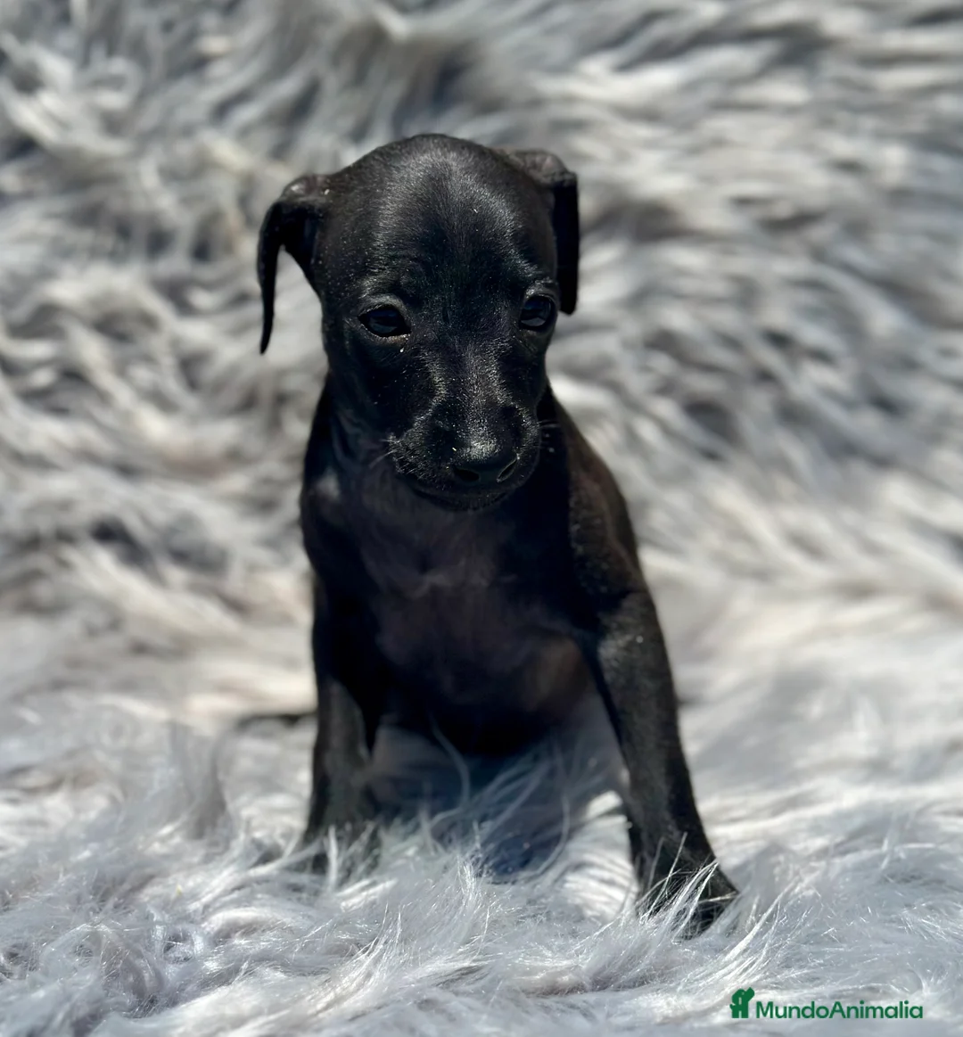 Pequeño Lebrel Italiano perros en venta: PICCOLO ITALIANO NEGROS - Anuncio 5