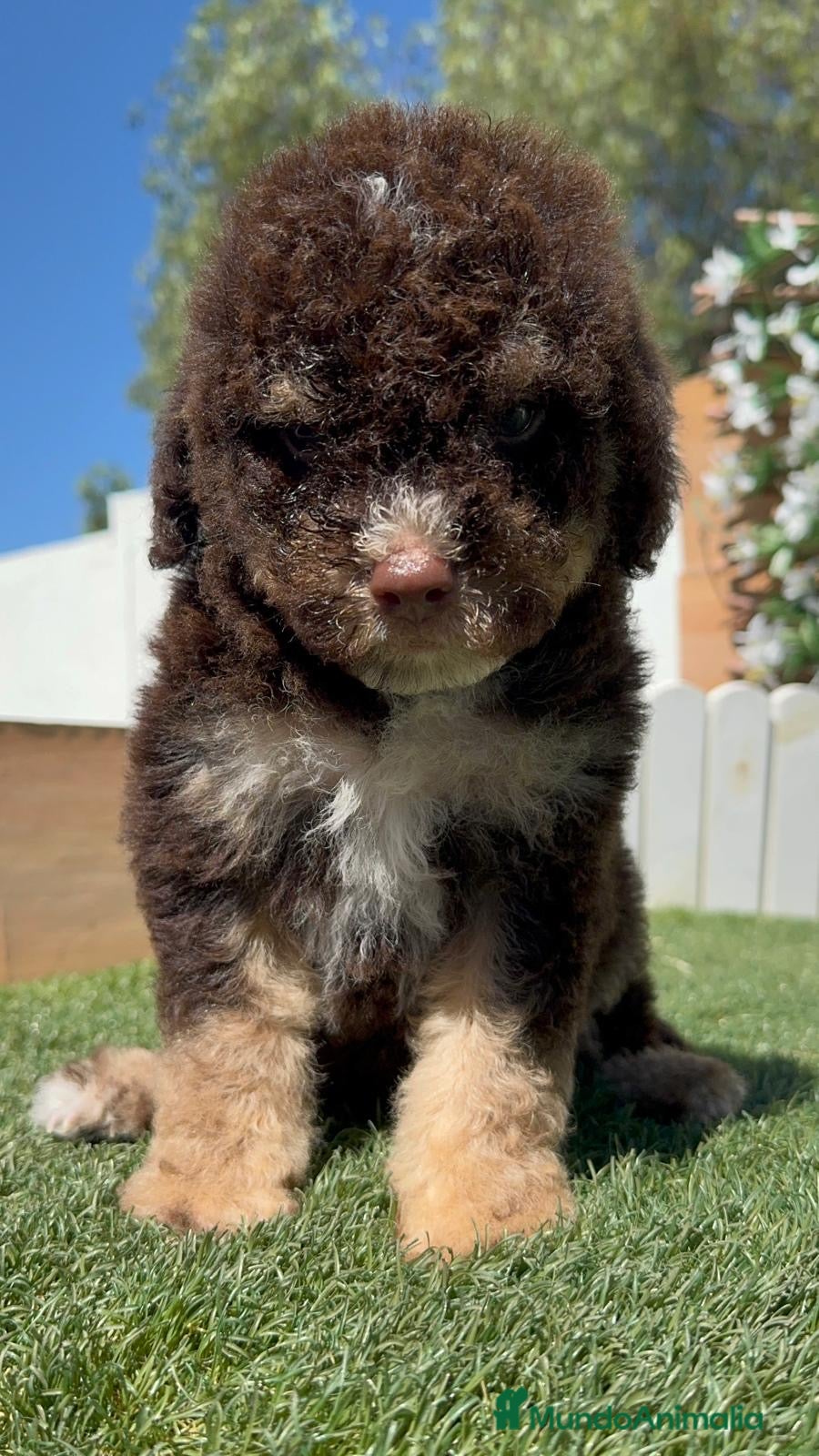 Perro de Agua Español perros en venta: PERRO DE AGUA ESPAÑOL - Anuncio 18