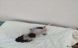 Braco Alemán de Pelo Corto perros en venta: Braco Alemán  - Imagen 3