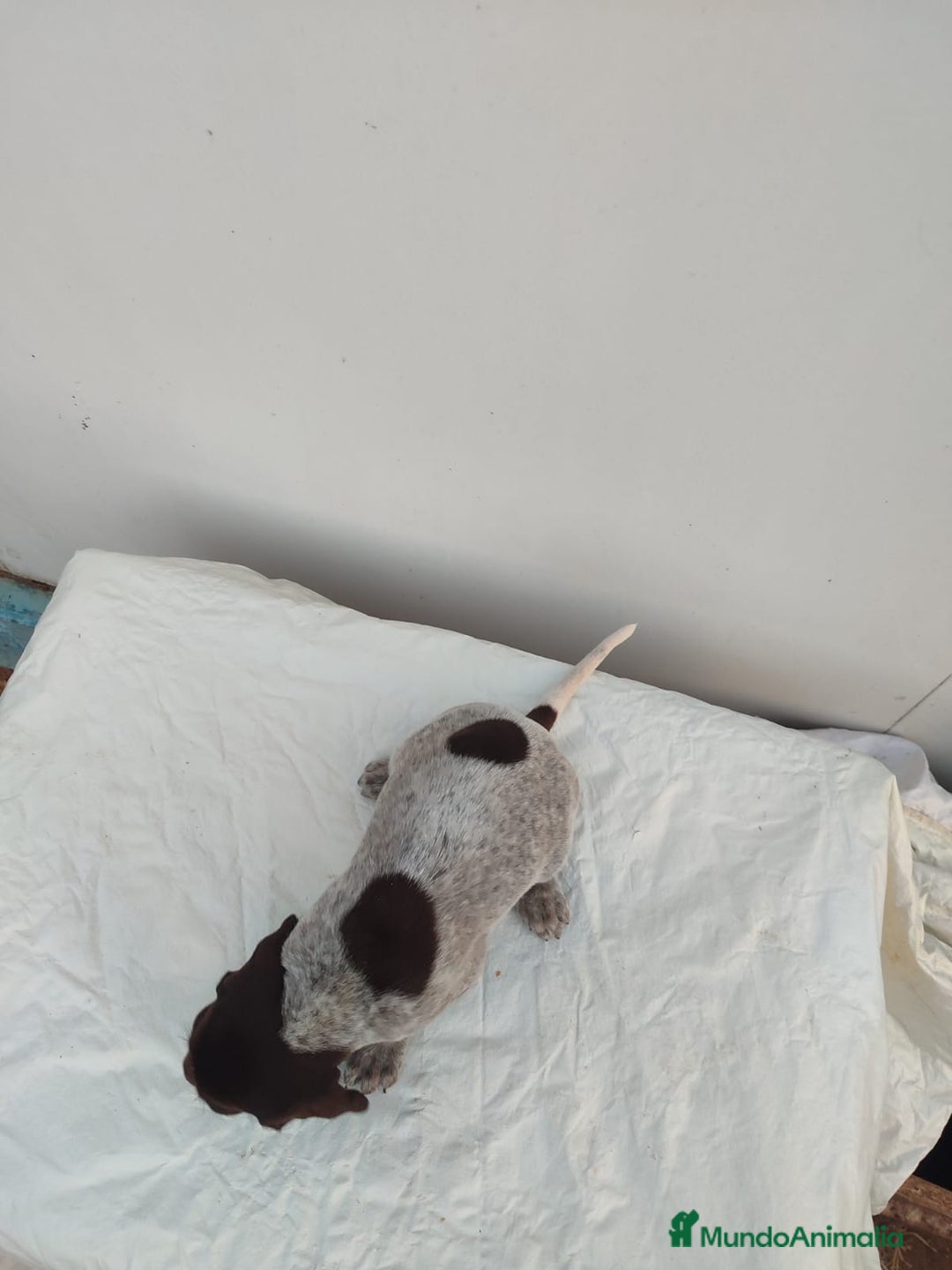 Braco Alemán de Pelo Corto perros en venta: Braco Alemán  - Imagen 3