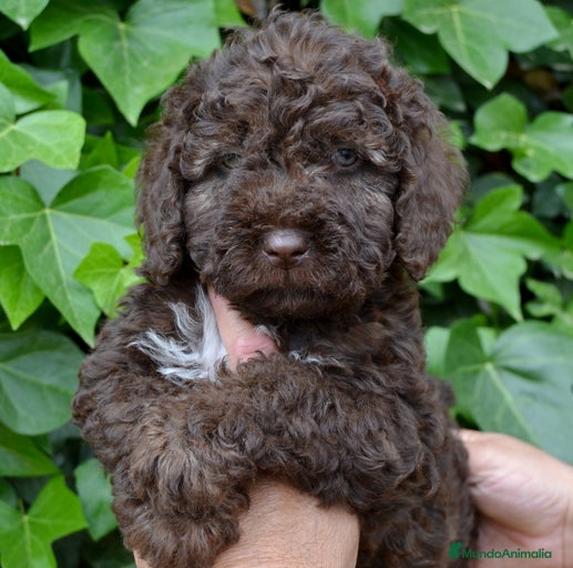 Imagen de galería {{count}}