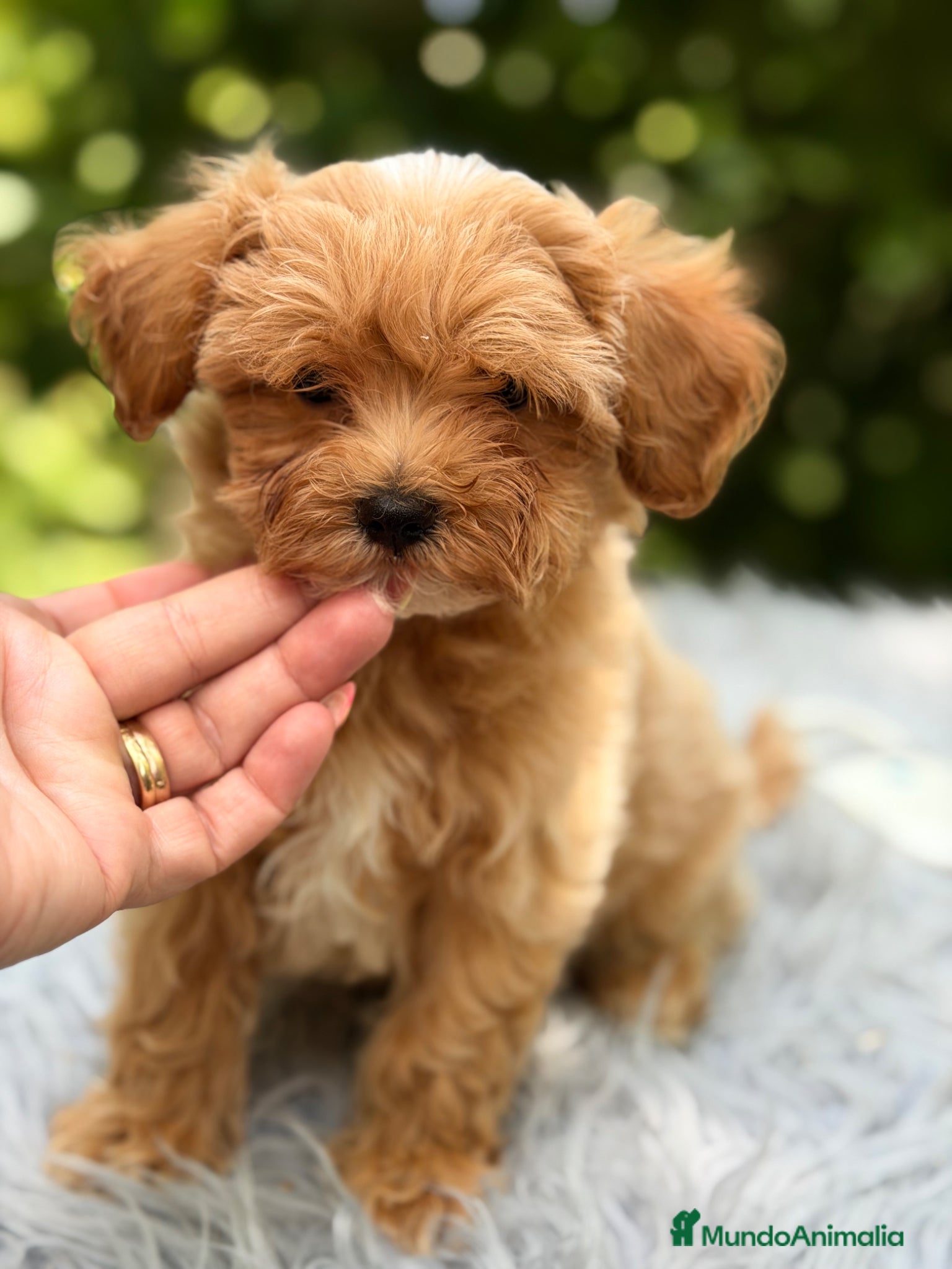 Maltipoo perros en venta: Maltipoo Minitoy macho  - Anuncio 9