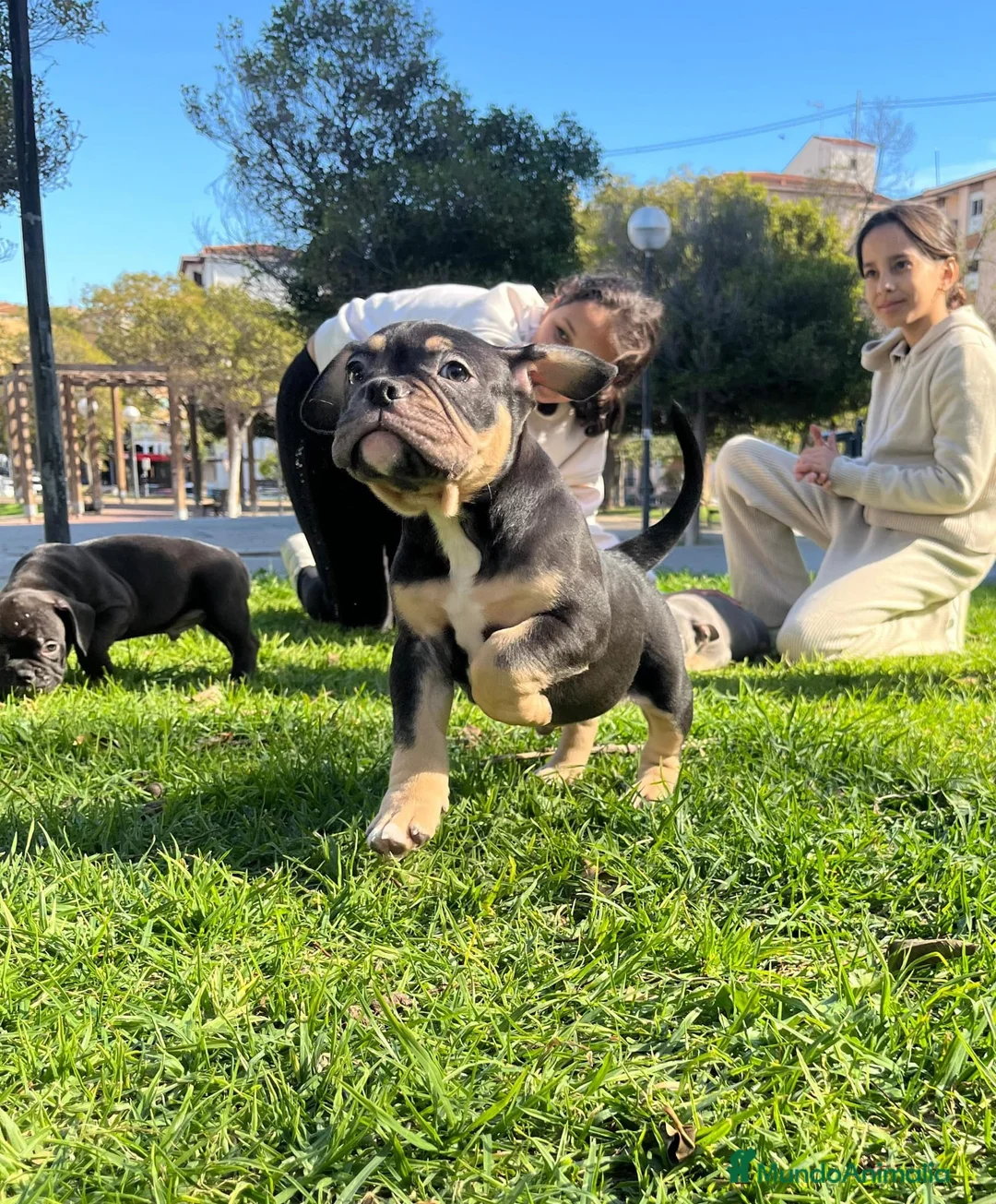 American Bully perros en venta: American Bully  - Anuncio 2