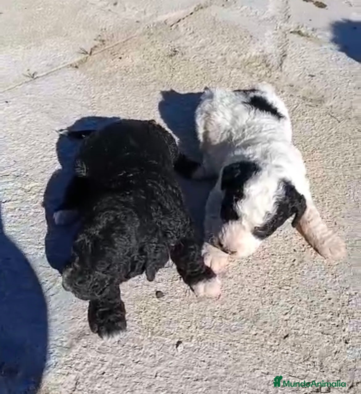 Perro de Agua Español perros PERRO DE AGUA ESPAÑOL - Anuncio 2