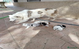 Border Collie perros en venta: Border Collie merle - Imagen 5