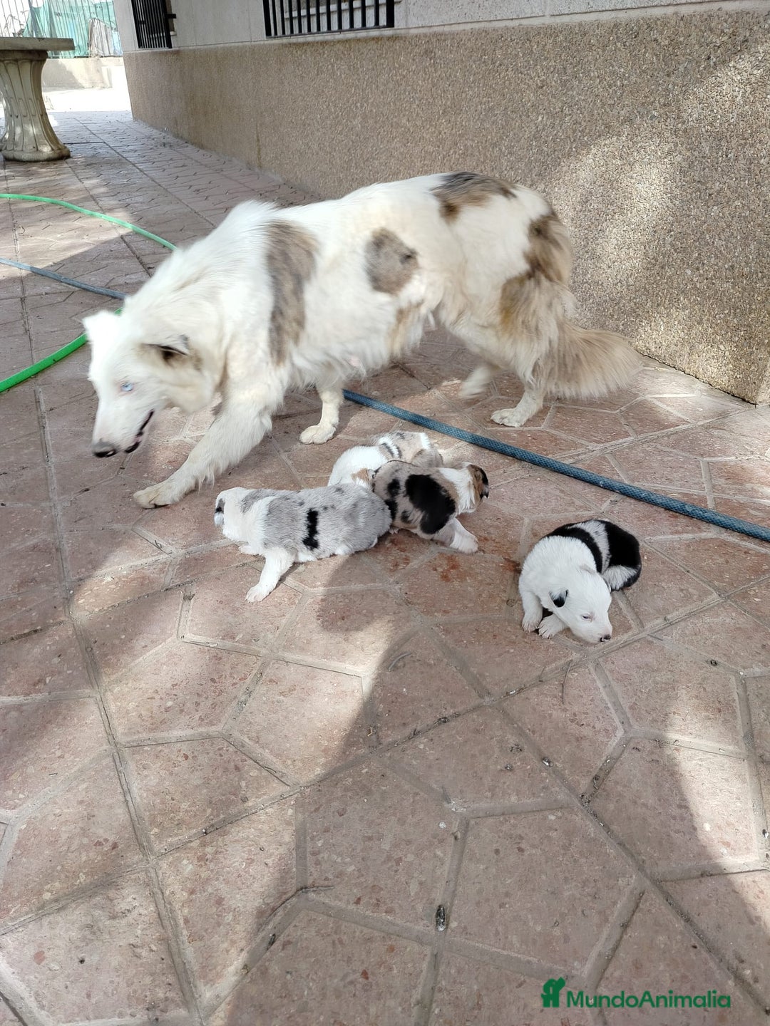 Border Collie perros en venta: Border Collie merle - Imagen 5