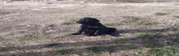 Labrador Retriever perros en venta: Labradores negros - Anuncio 6
