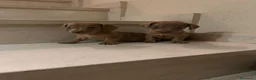 Teckel perros en venta: Teckel kanichen maxima calidad - Anuncio 21