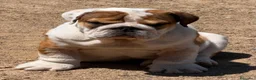 Bulldog Inglés perros en venta: Impresionante bulldog inglés  - Anuncio 2