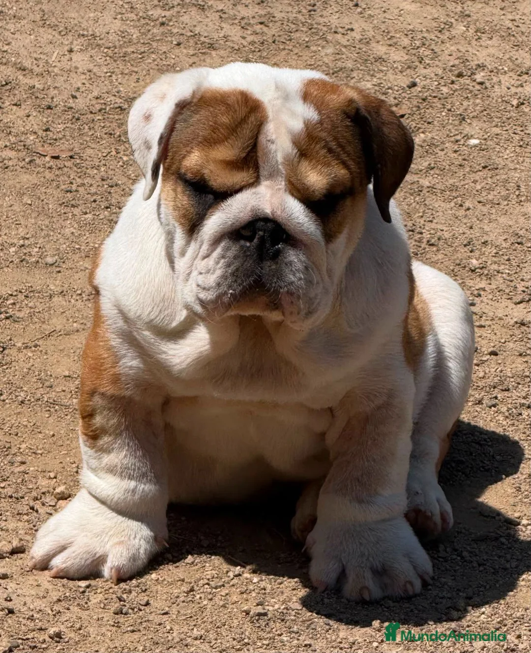 Bulldog Inglés perros en venta: Impresionante bulldog inglés  - Anuncio 2