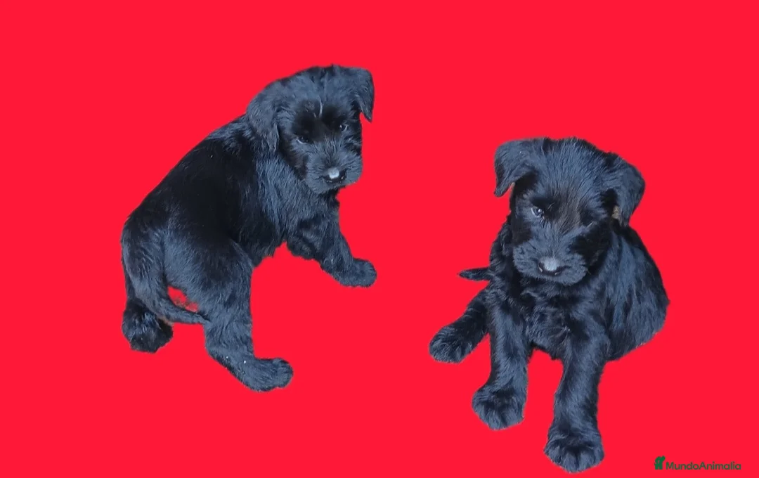Schnauzer Gigante perros en venta: Schnauzer gigante  - Anuncio 3