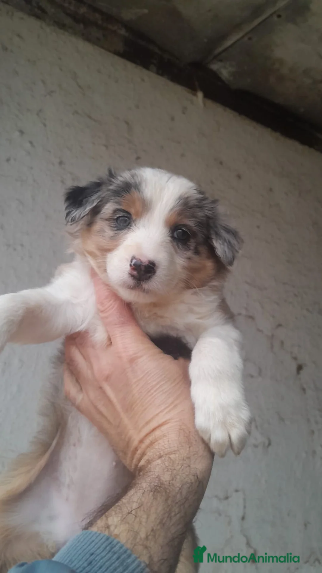 Border Collie perros en venta: Impresionante camada border collie  - Anuncio 1