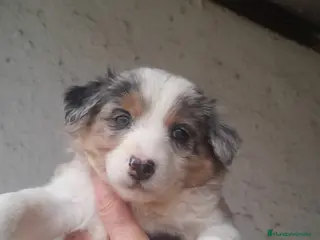 Border Collie perros Impresionante camada border collie - Anuncio 1