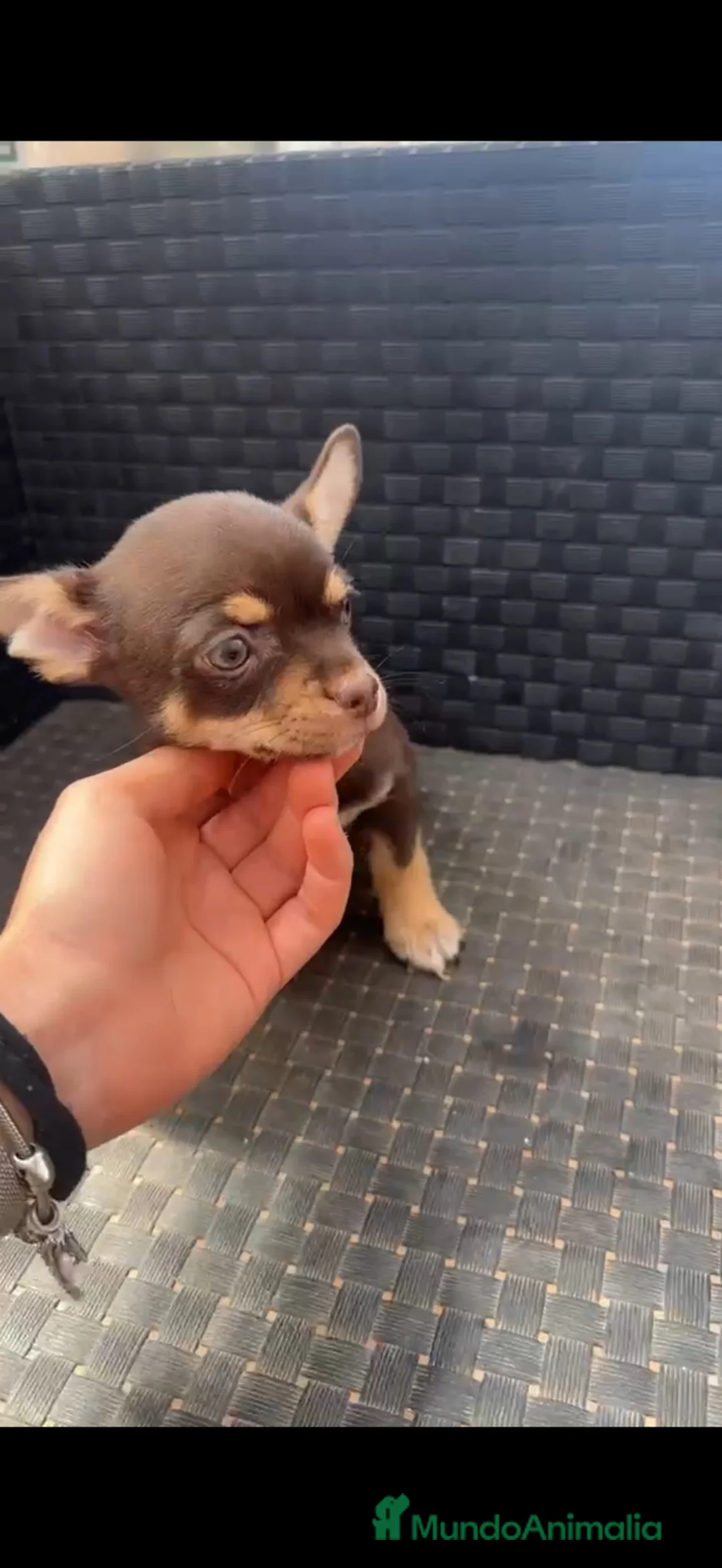 Chihuahua perros en venta: Chihuahua macho chocolate🐶🐾 en Sevilla - Anuncio 2