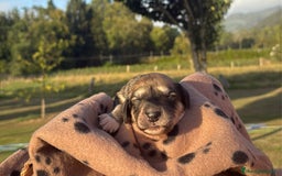 Saluki perros en venta: Camada de Salukis  - Imagen 5