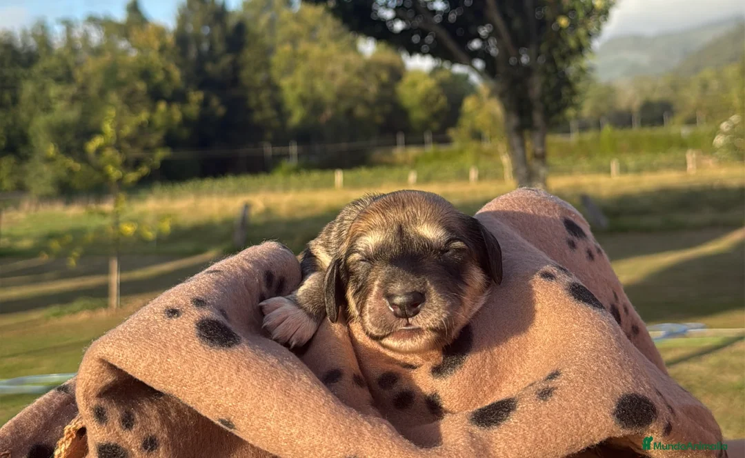Saluki perros en venta: Camada de Salukis  - Anuncio 8