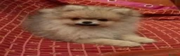 Pomerania perros en venta: Pomeranias de calidad  - Anuncio 5