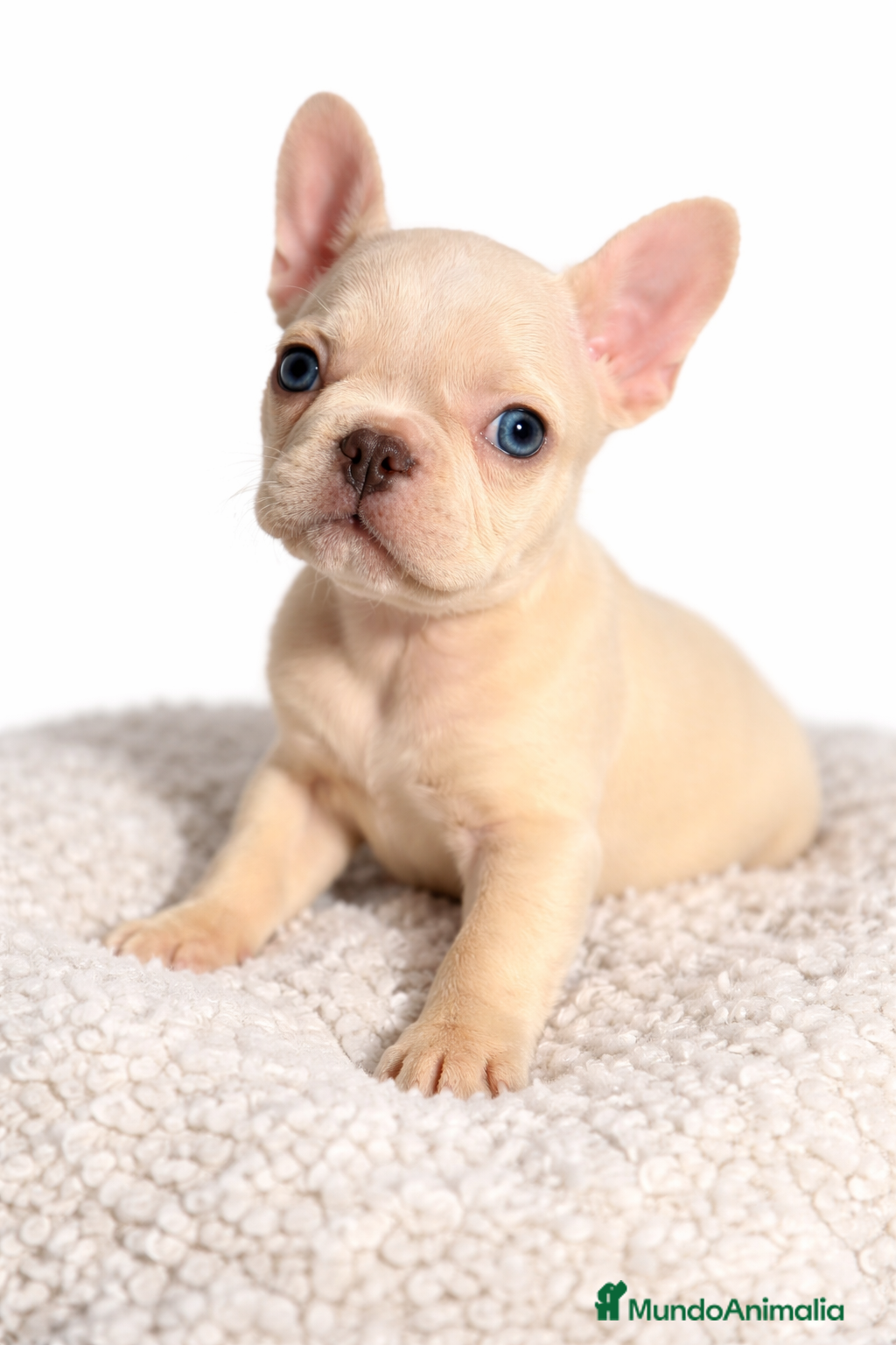 Bulldog Francés perros Bulldod Platinum hembra  - Anuncio 1