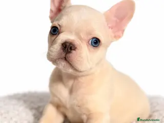 Bulldog Francés perros Bulldod Platinum hembra - Anuncio 1