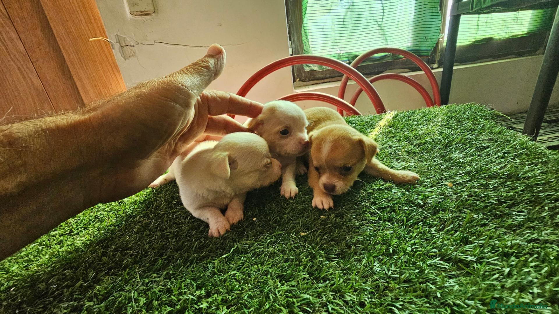 Chihuahua perros Chihuahuas mini - Anuncio 1