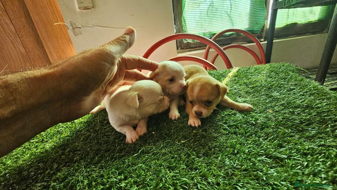 Chihuahua perros en venta: Chihuahuas mini - Anuncio 1