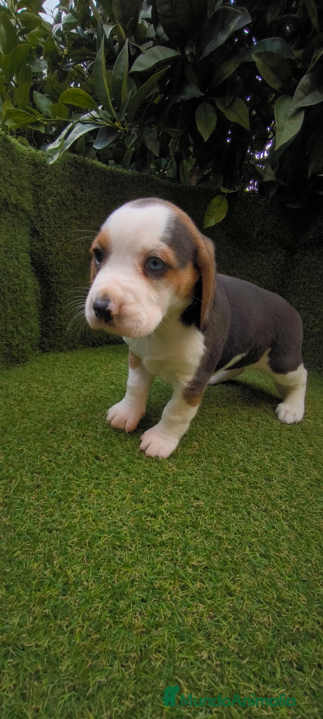 Beagle perros en venta: Beagles tricolor y bicolor  - Anuncio 3