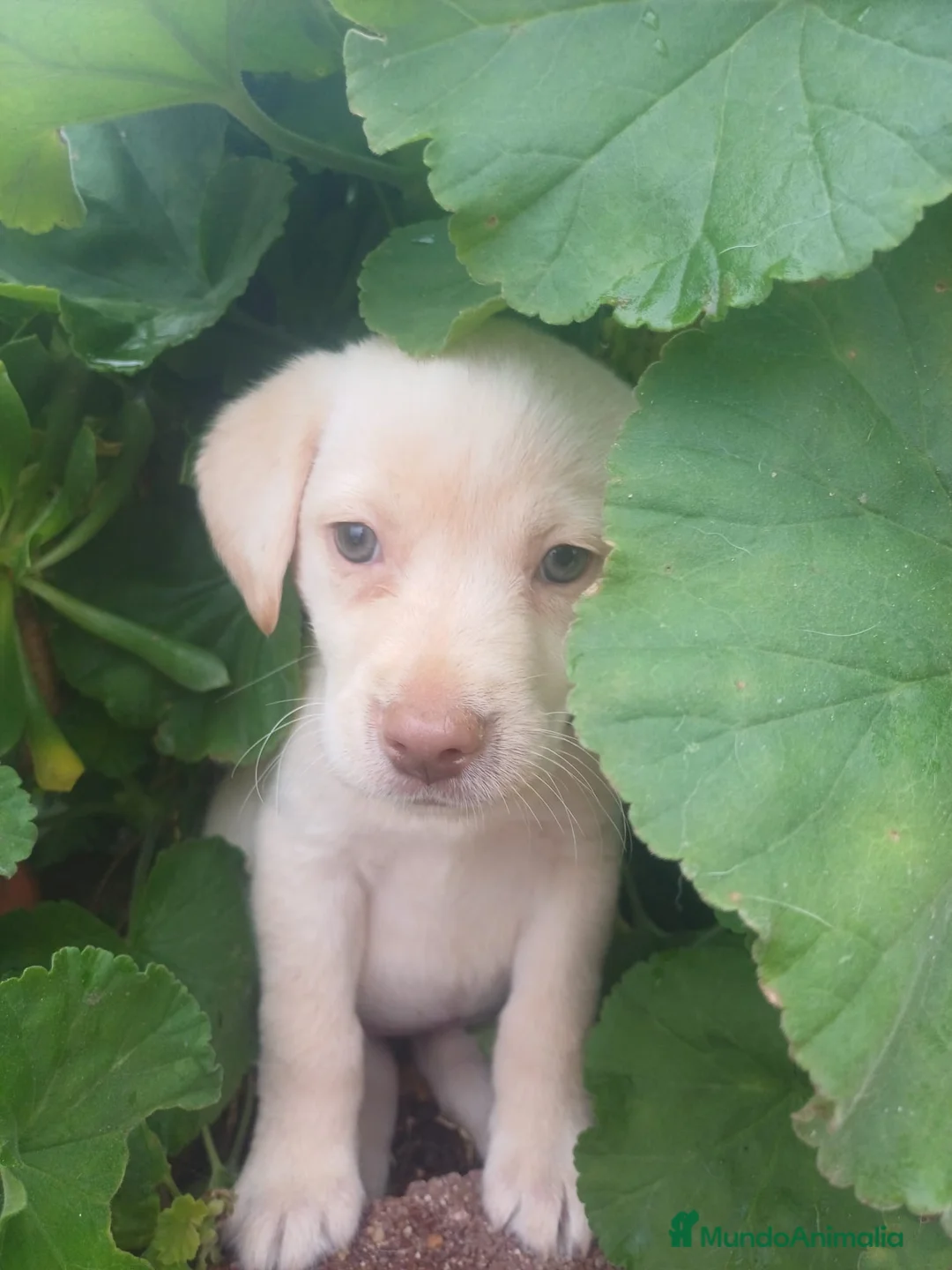 Labrador Retriever perros en venta: Labrador retriever hembra - Anuncio 2