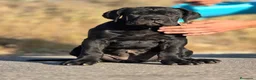 Cane Corso perros en venta: Cachorra de cane corso - Anuncio 2