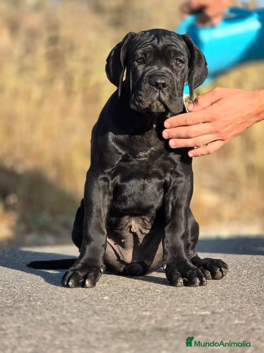 Cane Corso perros en venta: Cachorra de cane corso - Anuncio 2