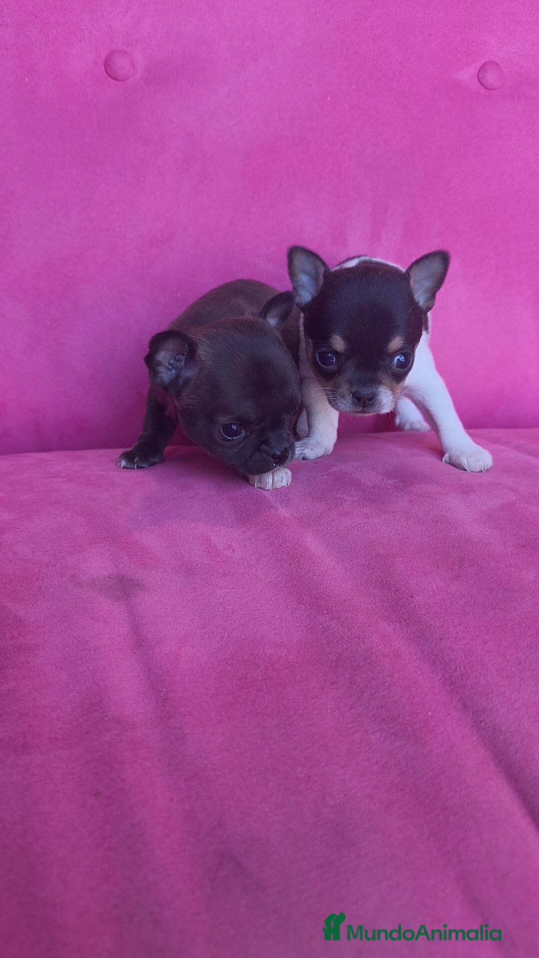 Chihuahua perros en venta: Chihuahua Toy macho y hembra  - Anuncio 6