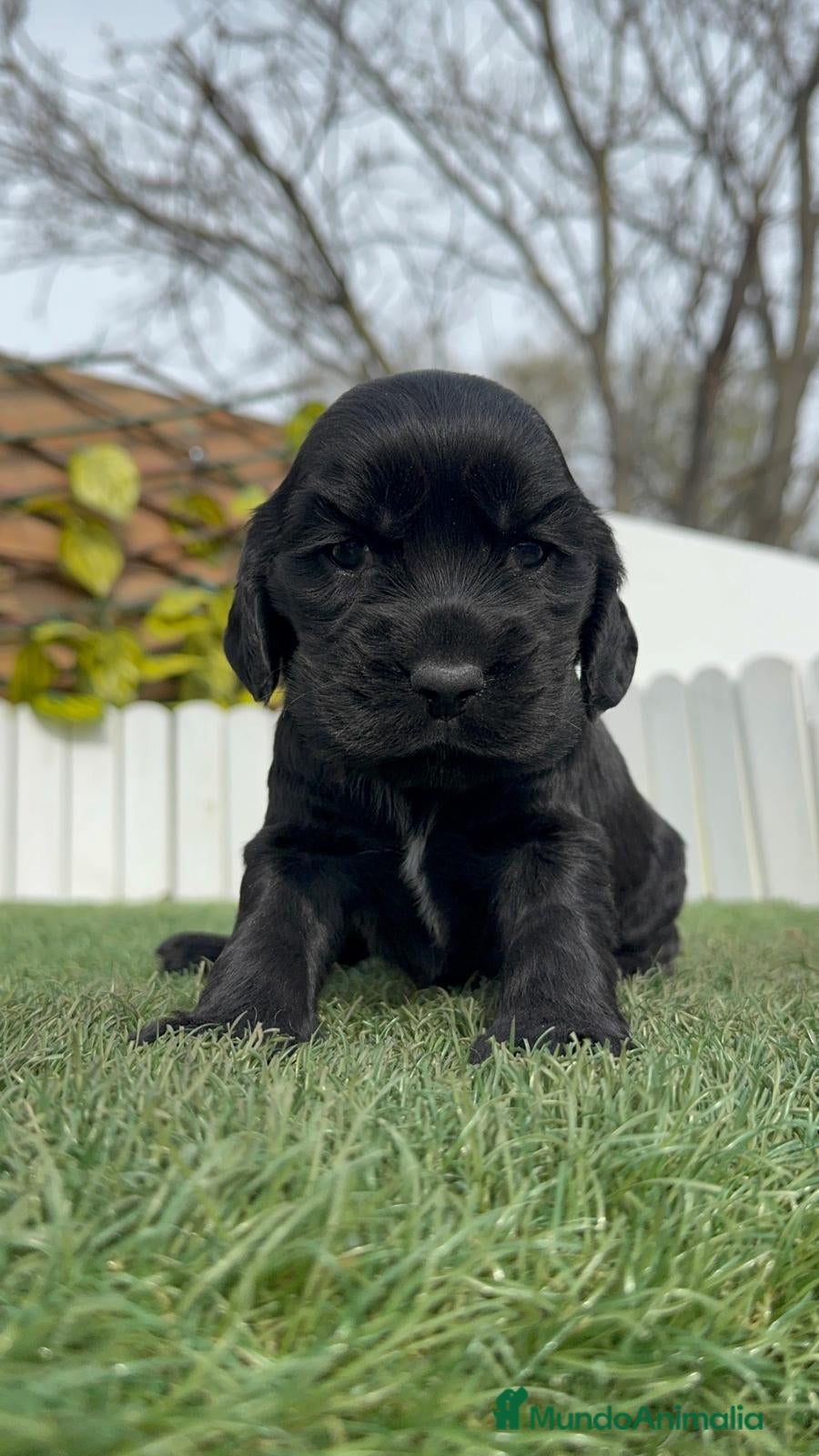 Cocker Spaniel Inglés perros COCKER SPANIEL INGLES HEMBRA - Anuncio 1