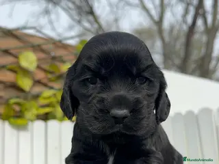 Cocker Spaniel Inglés perros COCKER SPANIEL INGLES HEMBRA - Anuncio 1