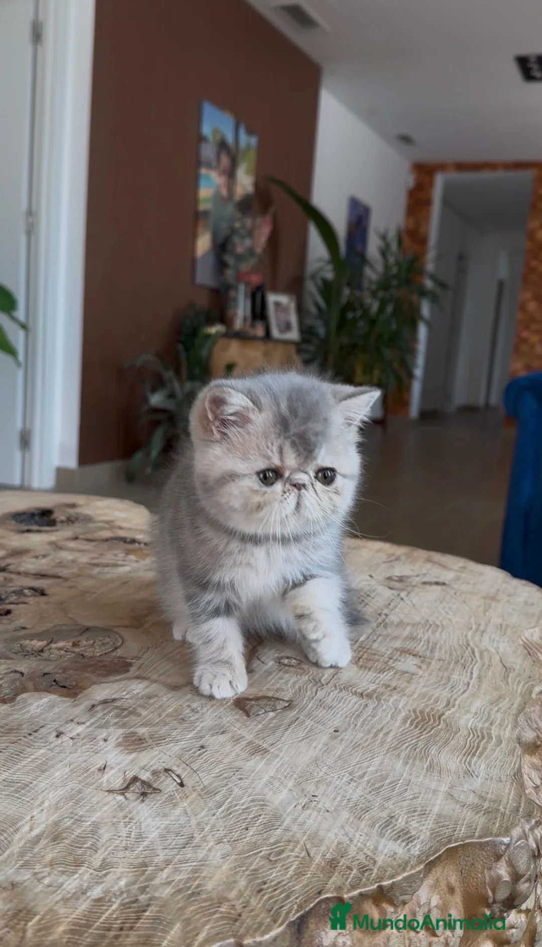 Exótico de Pelo Corto gatos en venta: Exótica hembra Azul Crema  - Anuncio 2