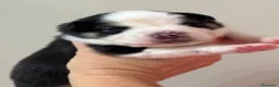 Pastor Australiano perros en venta: Pastor australiano cachorros  - Anuncio 5