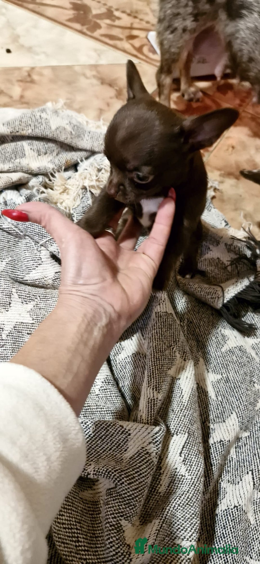 Chihuahua perros en venta: Chihuahua toy exclusivos - Anuncio 4