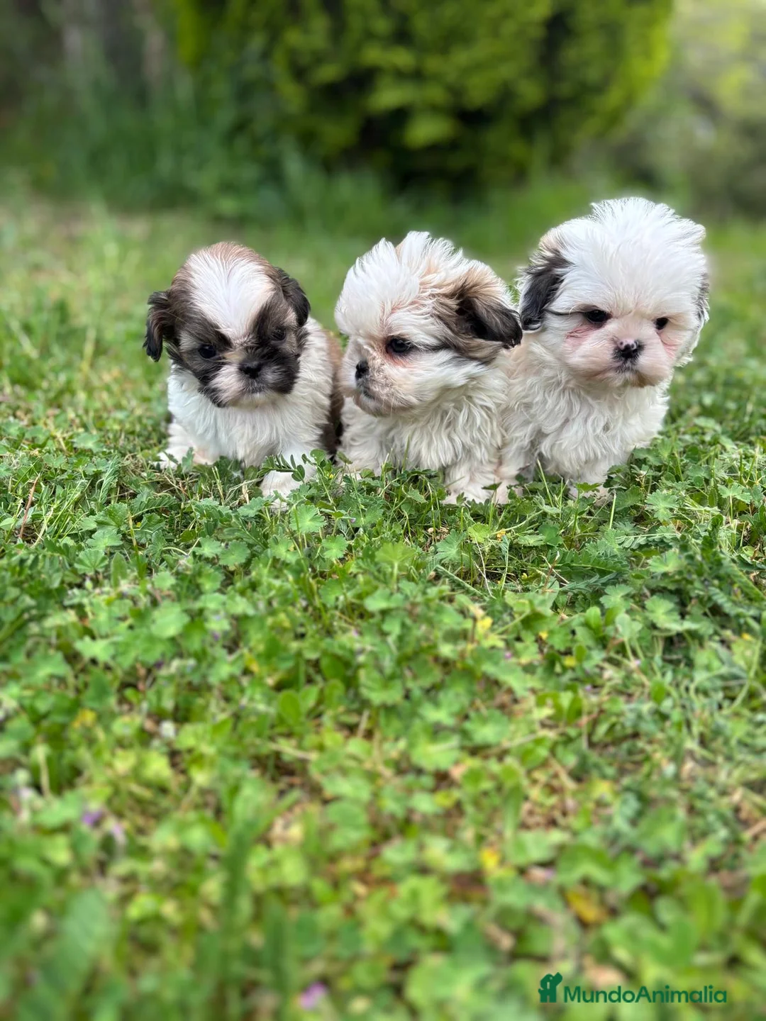 Shih Tzu perros en venta: Shih tzu  - Anuncio 8