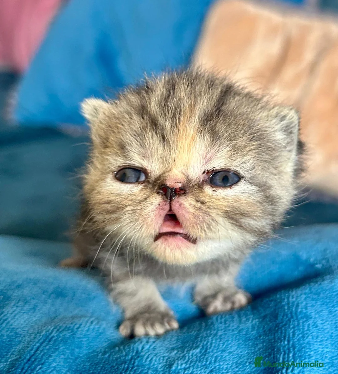 Exótico de Pelo Corto gatos en venta: Machos exótico  - Anuncio 4