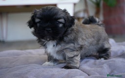 Maltipoo perros en venta: 🐾 Max y Pum – Maltipoo en tonos oscuros 🌙🤎 - Anuncio 6