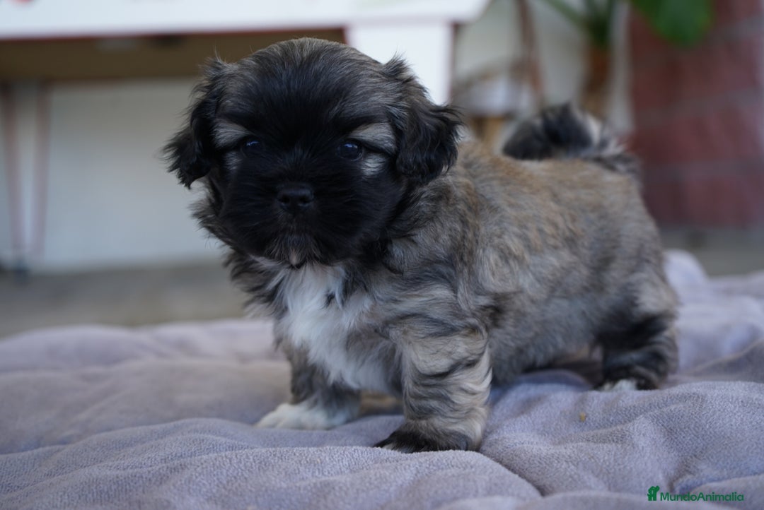 Maltipoo perros en venta: 🐾 Max y Pum – Maltipoo en tonos oscuros 🌙🤎 - Anuncio 6