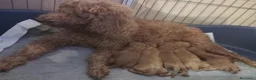 Caniche Toy perros en venta: Cachorros Caniche poodle Toy Rojo - Anuncio 6