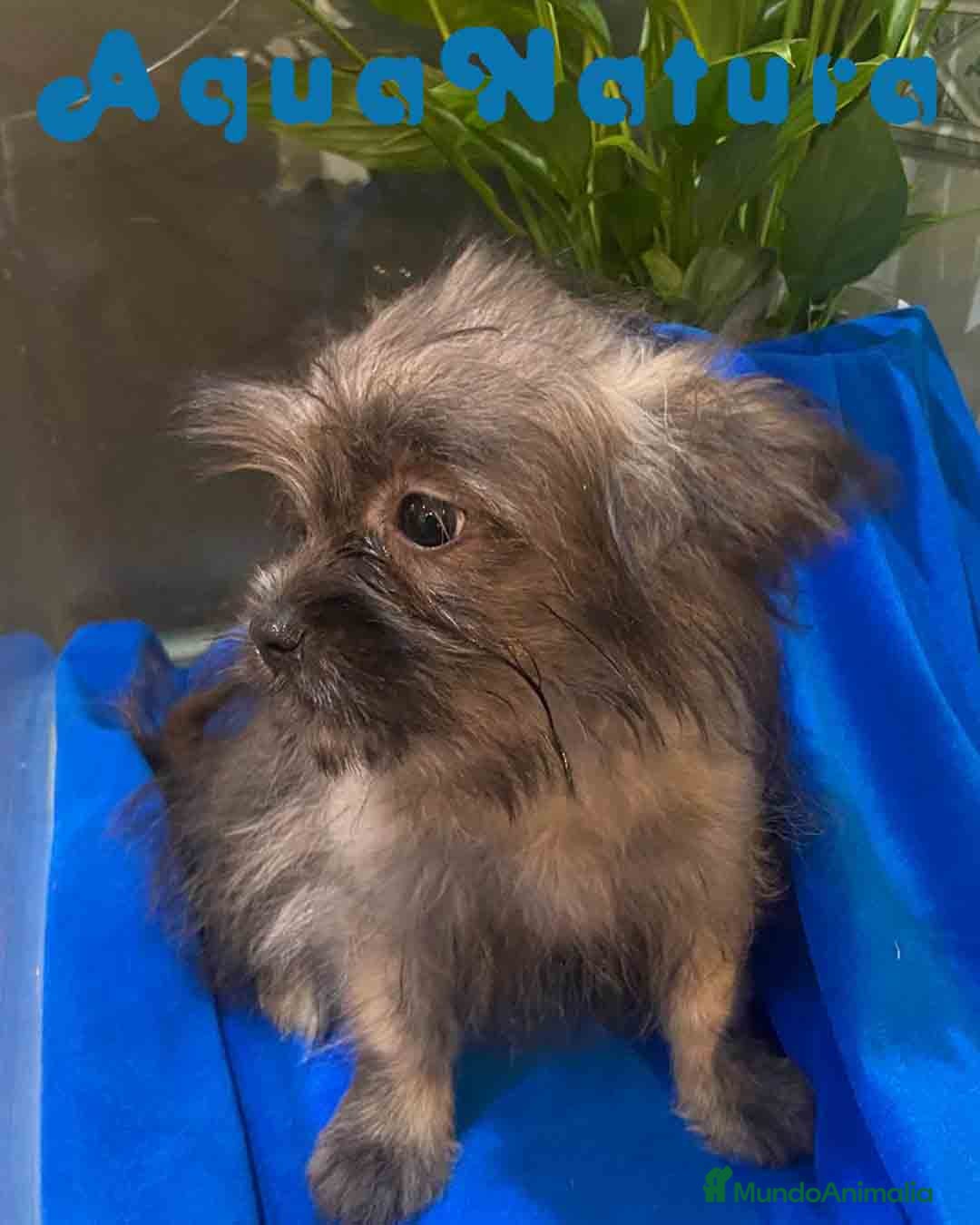 Raza Mixta perros en venta: Havapom Macho de Kyi Junior 4564 AQUANATURA - Anuncio 2