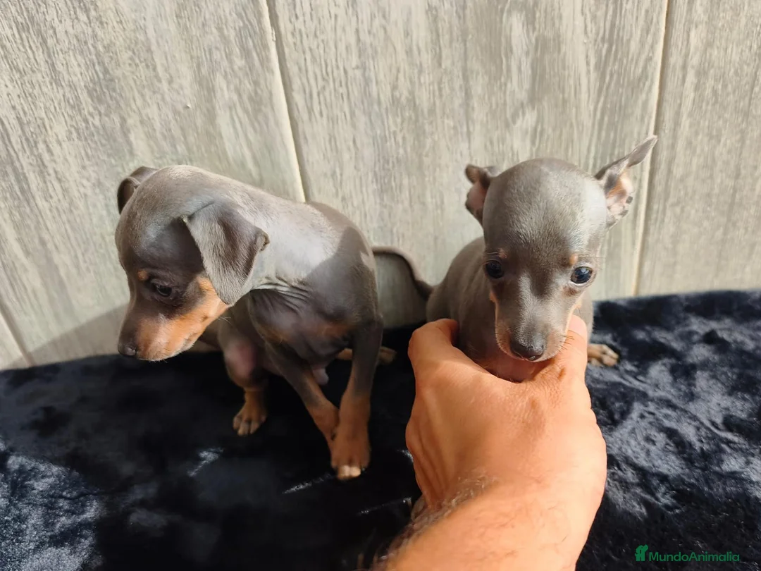 Ratón de Praga perros en venta: RATÓN DE PRAGA - Anuncio 3
